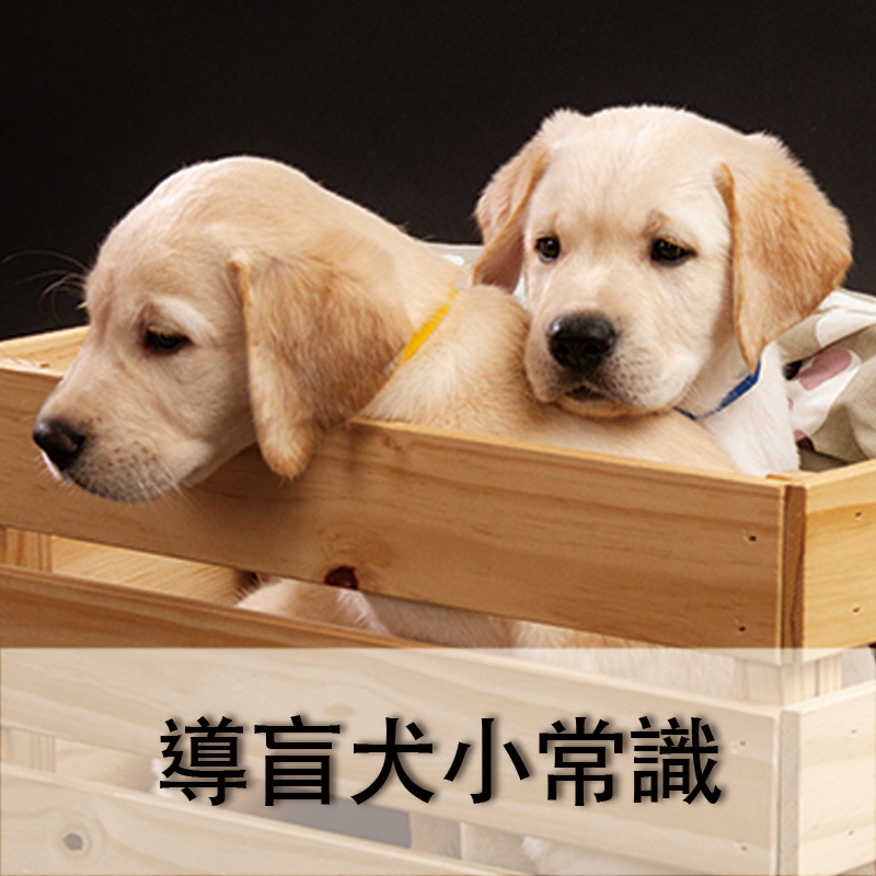 導盲犬小常識